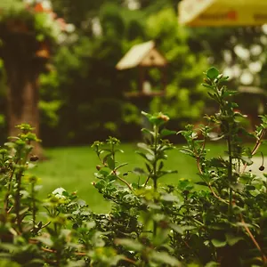 Mango Tree Guest house Kochi